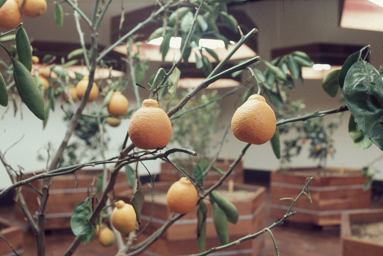 Whitney Museum New York City - Portable Orchard