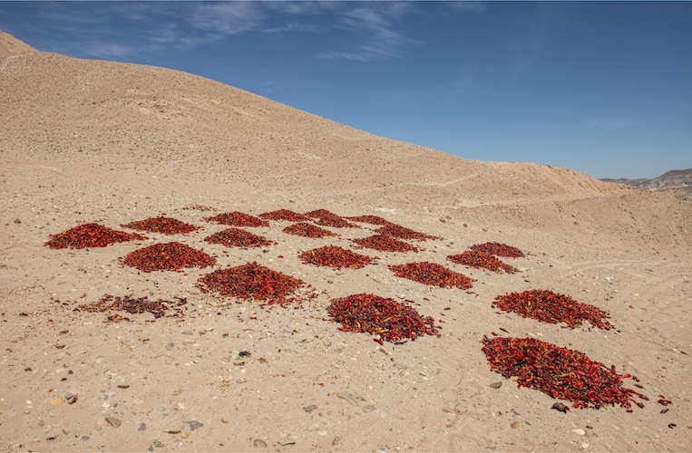 Luis Fabini, "Harvest Red Chilli," 2017