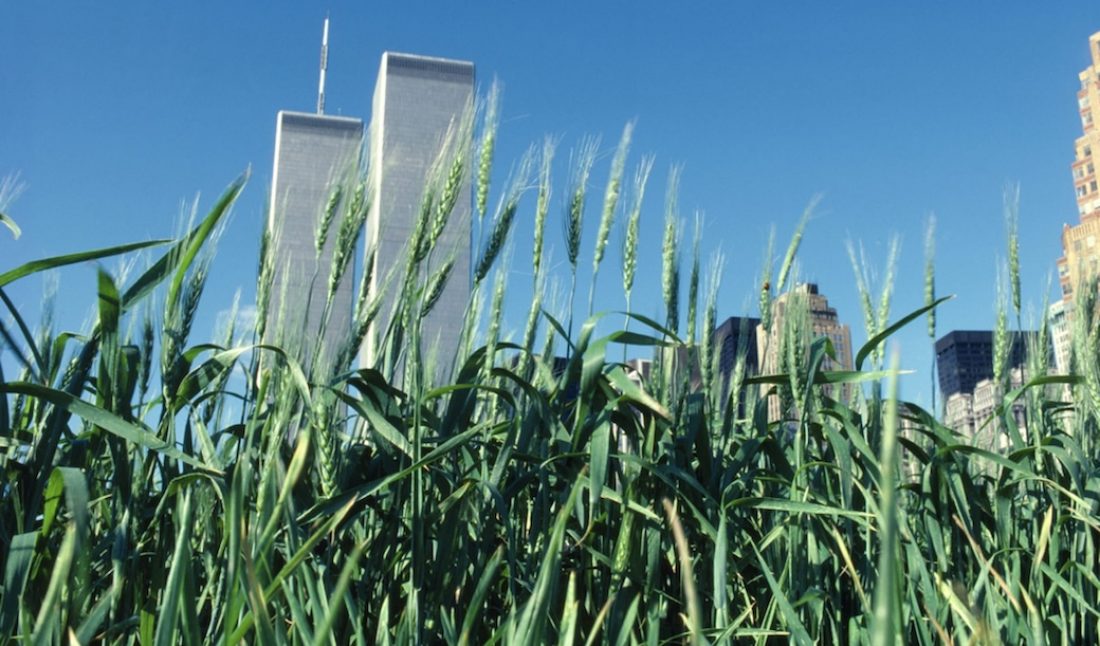 Agnes Denes, "Wheatfield - A Confrontation: Battery Park Landfill, Downtown Manhattan - Green Wheat," 1982