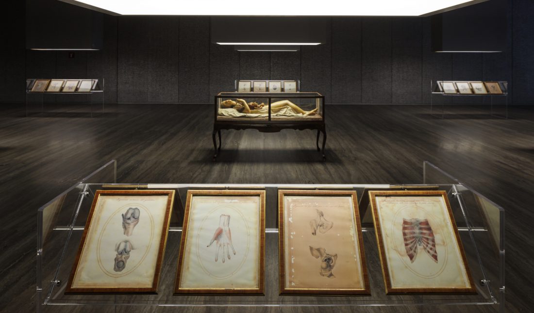 Installation view of “Cere anatomiche: La Specola di Firenze | David Cronenberg”